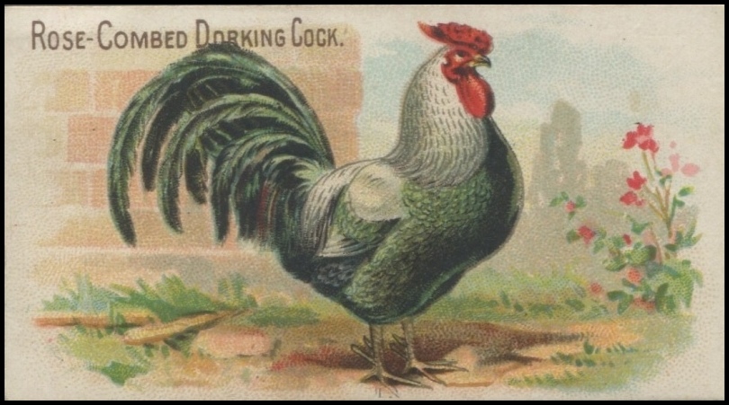 Rose Combed Dorking Cock